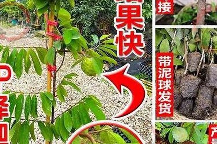 番荔枝的病虫防治(释伽的中药材·番荔枝)