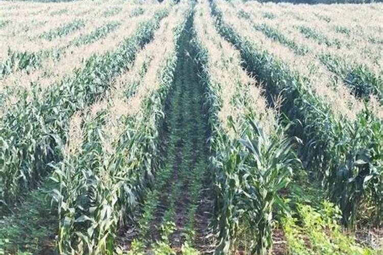 控释肥与复合肥的区别