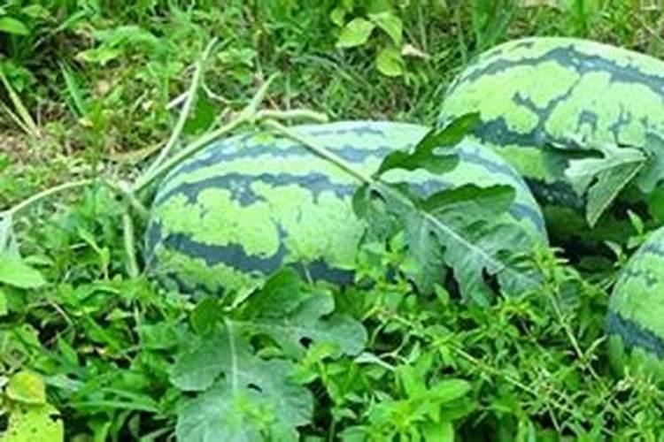 青叶子菜怎么保存