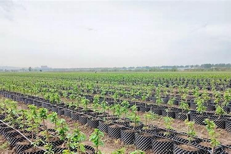 三角梅如何催花,,正确的施肥方法