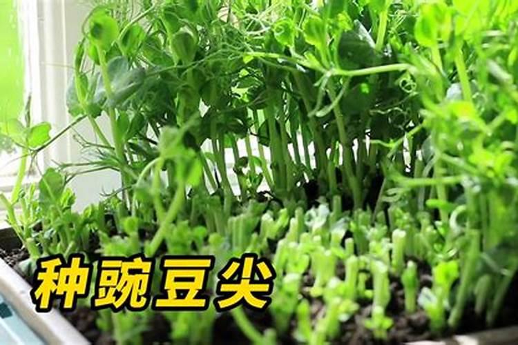 豌豆尖需要什么基肥