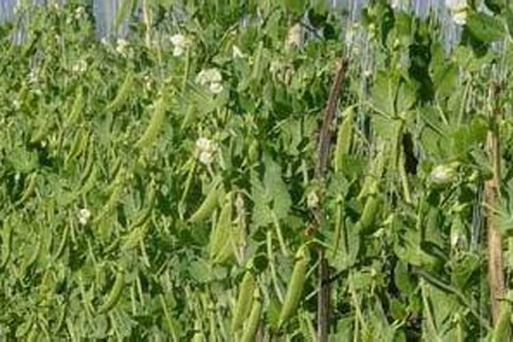 豌豆施什么肥好