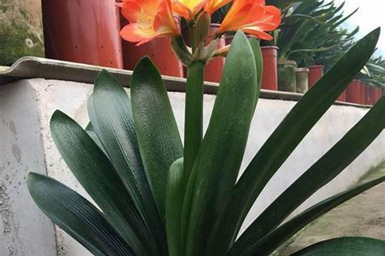 君子兰施什么肥容易开花