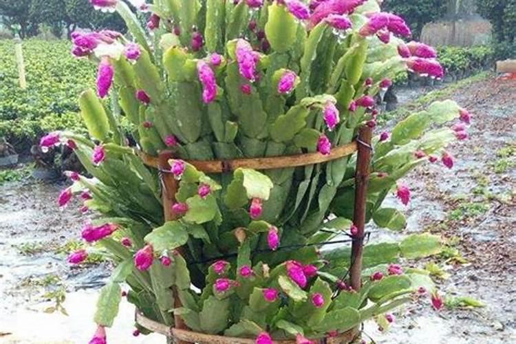 蟹爪兰施什么肥:最好生长期氮肥,开花前磷肥