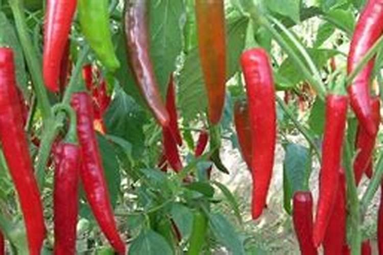辣椒树用什么肥料最好