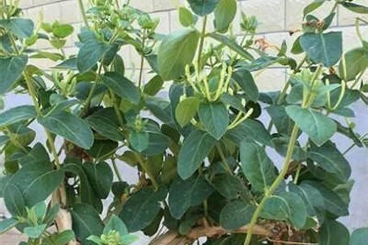 金银花可施用含氯的肥料吗