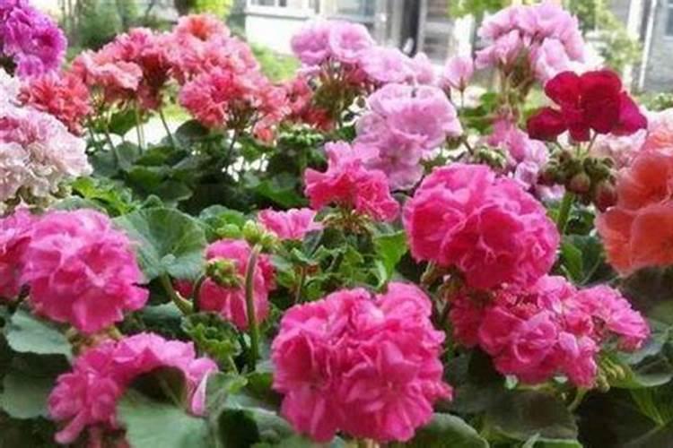 花肥用什么肥料好