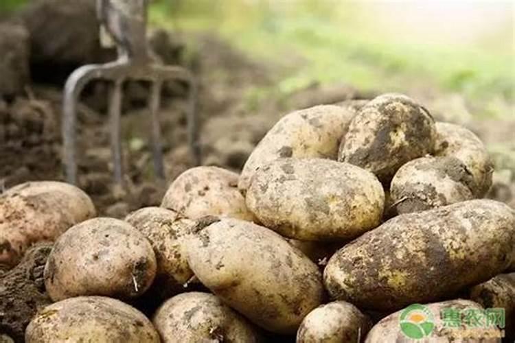 马铃薯对养分的要求