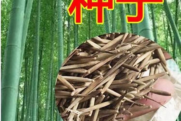 小町米好吃还是长粒香