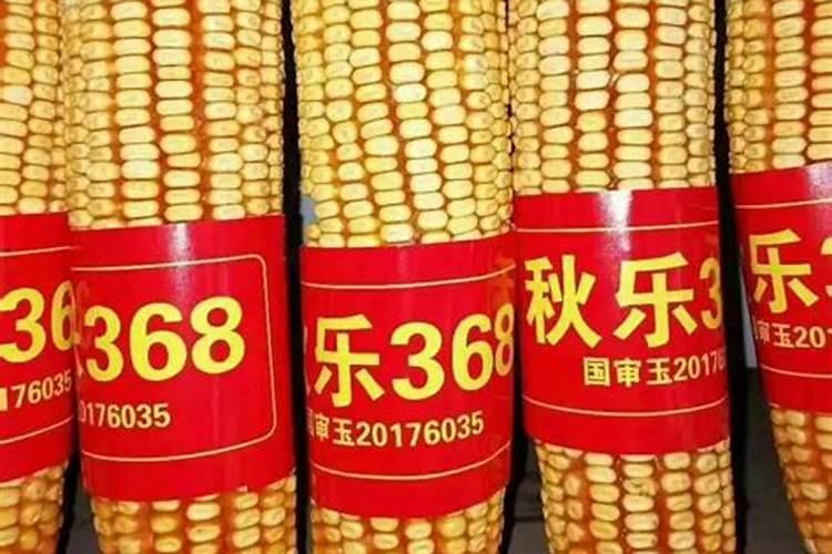 玉米采用这种方法种植超简单,每亩只需投入7天工