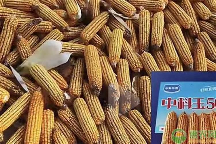 玉米采用这种方法种植超简单,每亩只需投入7天工