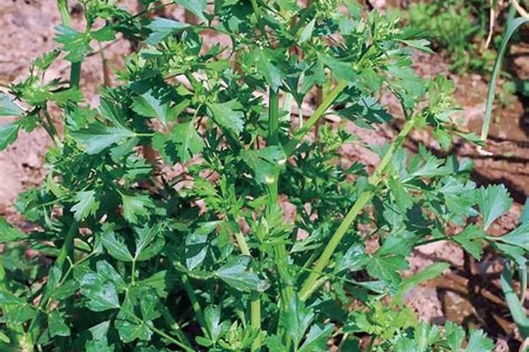 芹菜最快的种植方法