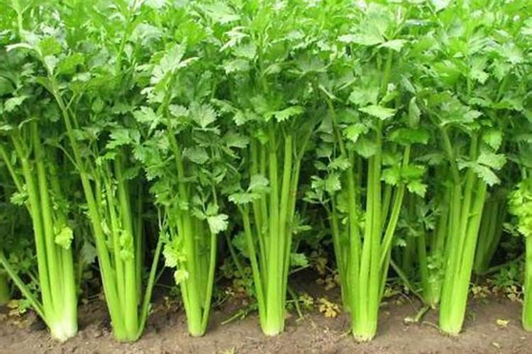 芹菜老叶发黄,是否缺了什么元素？