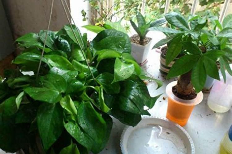 用酱油浇绿萝怎么浇 使用方法有哪些