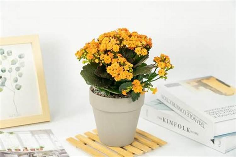 长寿花叶子软了怎么办