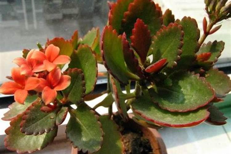 长寿花叶子软了怎么办