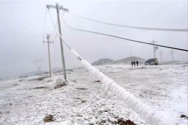 大棚西红柿快开花了叶子冻枯了怎么办