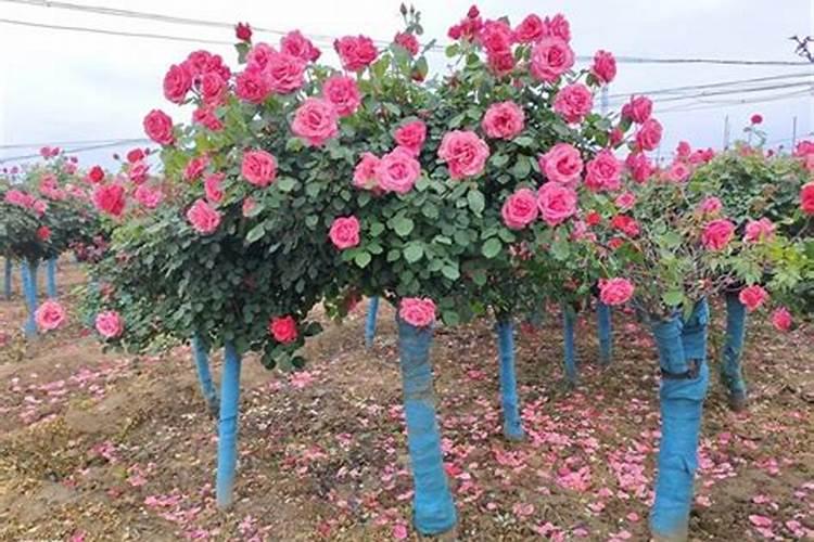 大葱施肥法的需肥特点