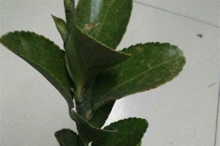 如何正确施用磷肥？