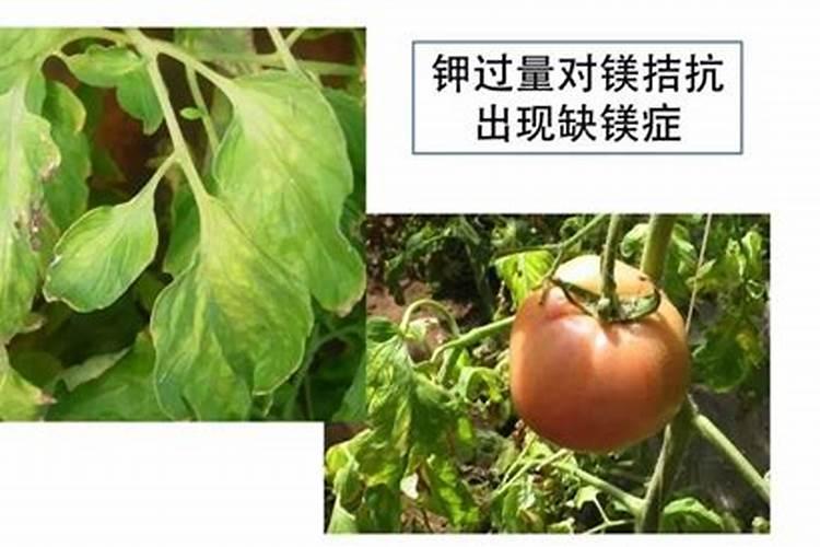 茄子缺镁不利于生长,茄子缺镁如何补救？