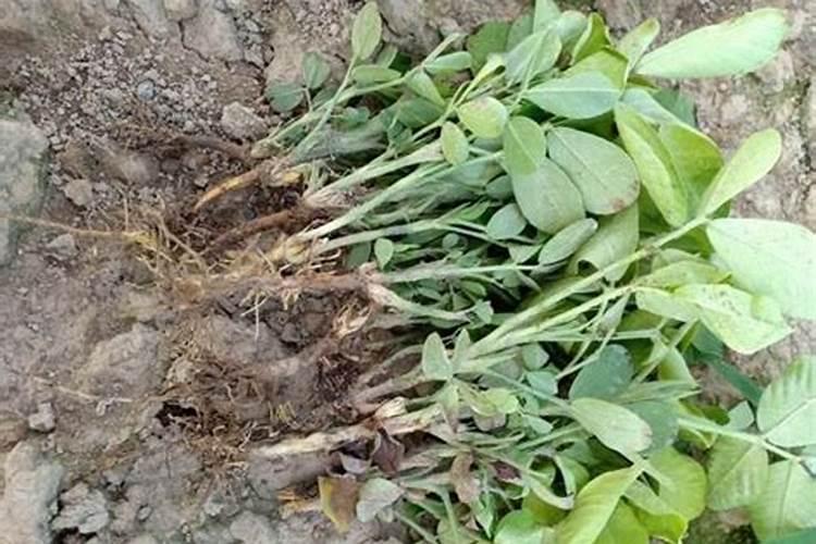 花生什么时候使用磷酸二氢钾