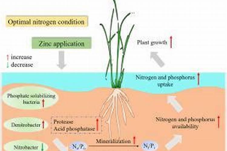 姜瘟清能否与锌肥混合喷施