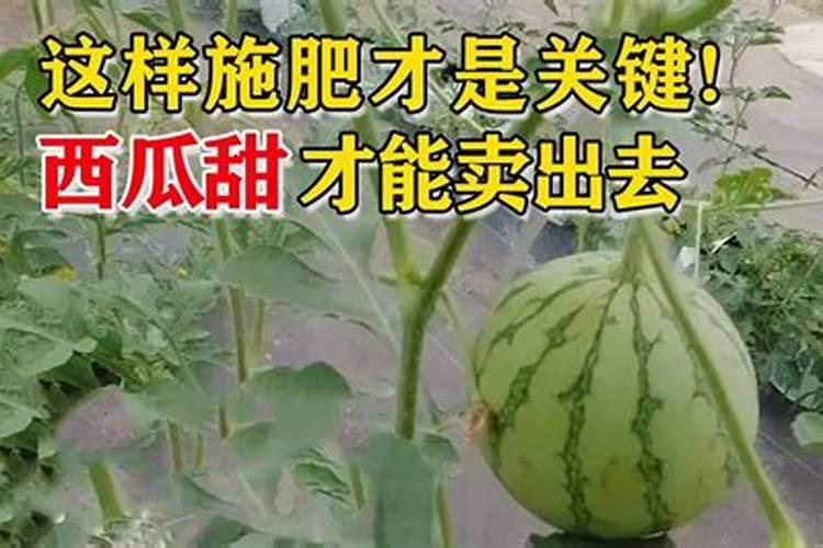 若期望西瓜特别甜,得使用什么肥料呀？