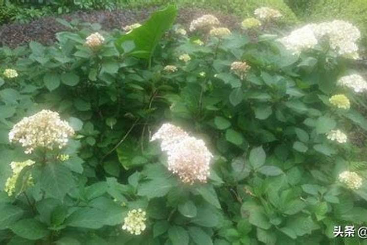 绣球叶子长的非常大就是不开花(只长叶子不开花原因)