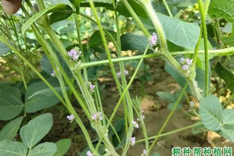 大豆钙肥如何使用？