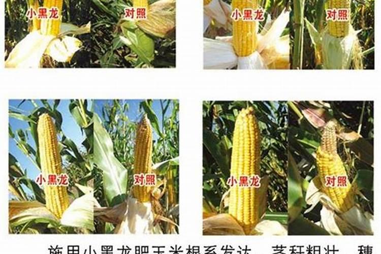 玉米老三样化肥配比方法