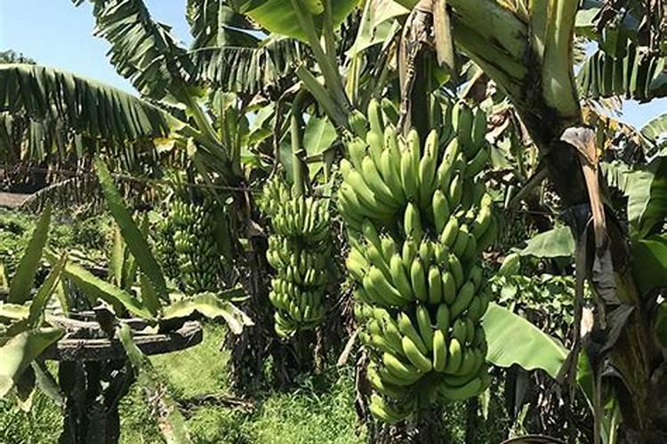 香蕉树的除草多功能肥料有什么配方和使用技术及注意事项有什么？