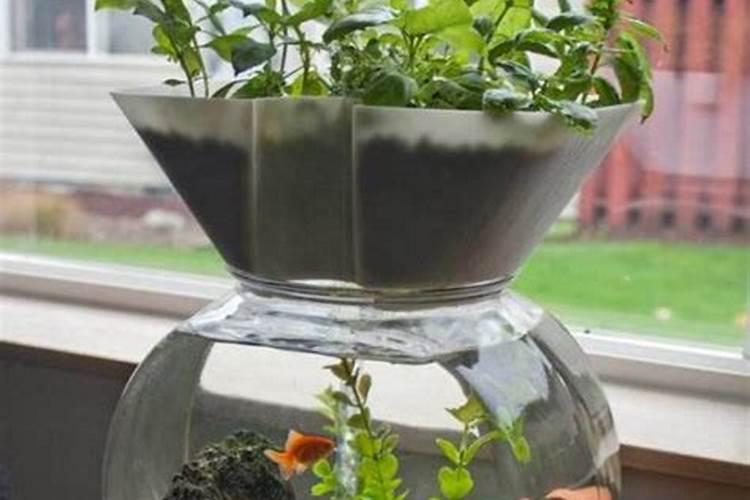 水培肥料使用后水变浑浊了