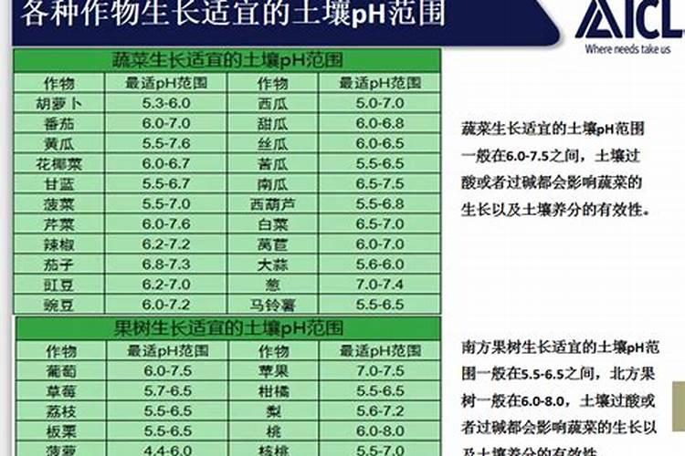 树上采的桂花能直接吃吗