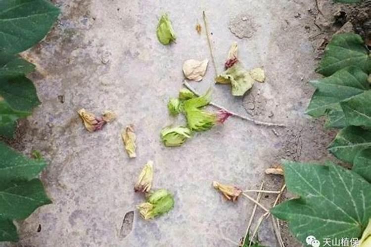 镁在滴灌棉花中的作用是什么？