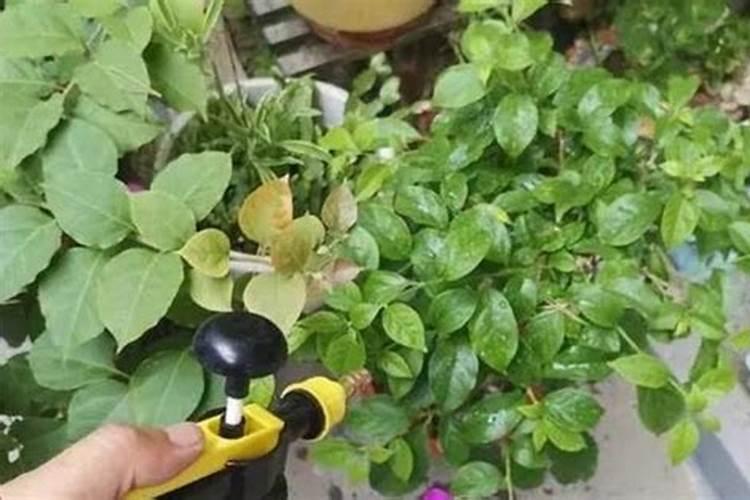 农大叶动力含腐植酸水溶肥可以兑水浇花吗