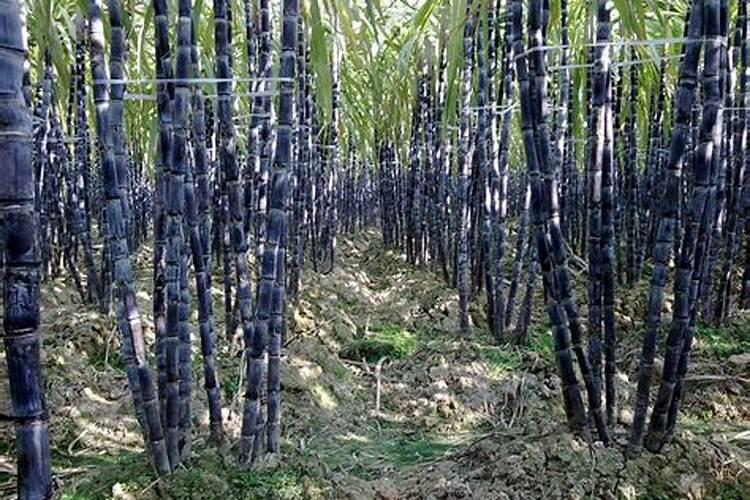 202020水溶肥灌根甘蔗用量是多少