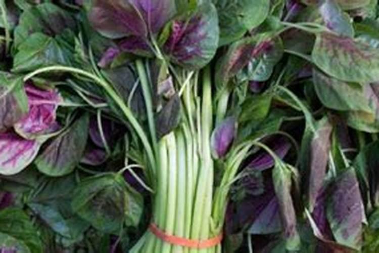 芸苔素内酯主要有什么作用？ 草甘膦四种选择性除草方法介绍