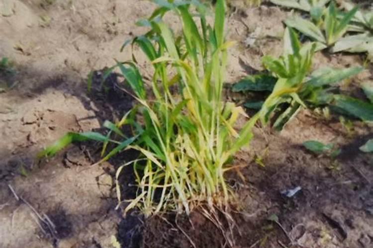 种植小麦该如何施用磷肥？施用磷肥有什么好方法？