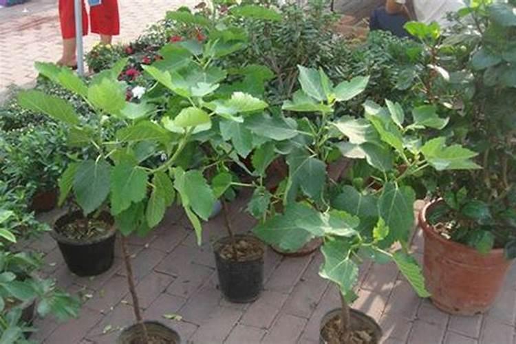 氮肥促进果树开花结果吗