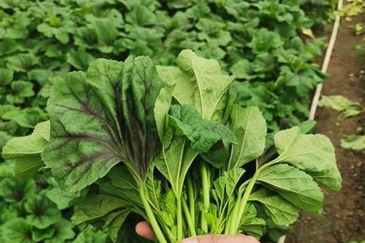 冬寒菜的种植时间注意事项 冬寒菜怎么施肥好