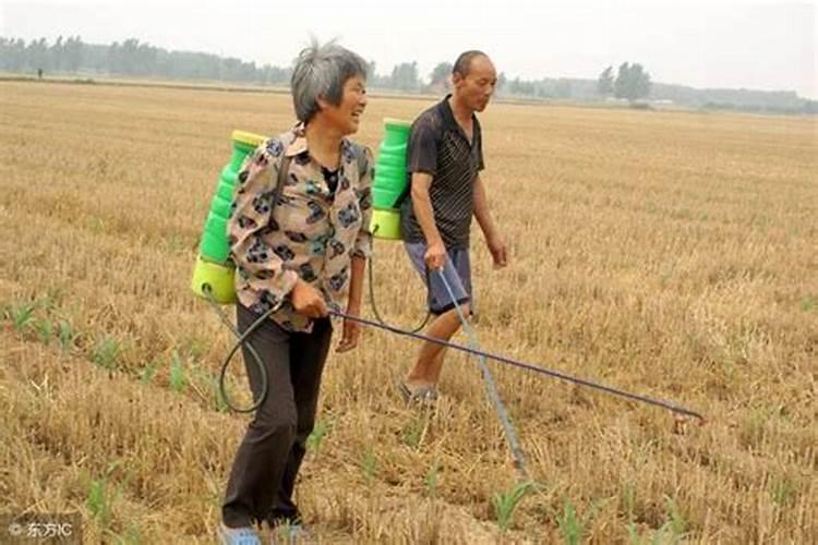 苗期用什么叶面肥