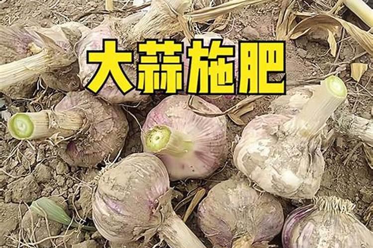 硅肥可以做蒜苗叶面肥吗