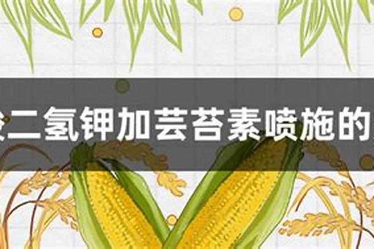 磷酸二氢钾怎么用？搭配芸苔素内酯,碰撞出不一样的“花火”