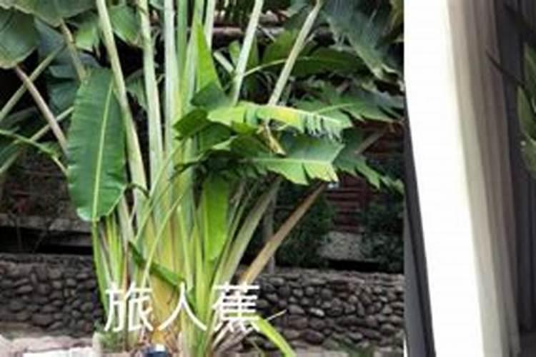 天堂鸟怎么养才能更旺盛,做好4点,越长越大,还能开花