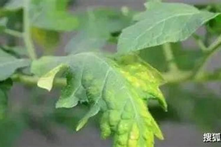 各位老师,请问是什么病？怎么治？花杆黄了会自己掉花