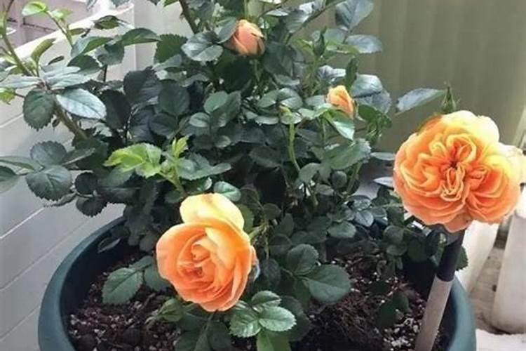 作物得了炭疽病喷杀菌剂加什么叶面肥好