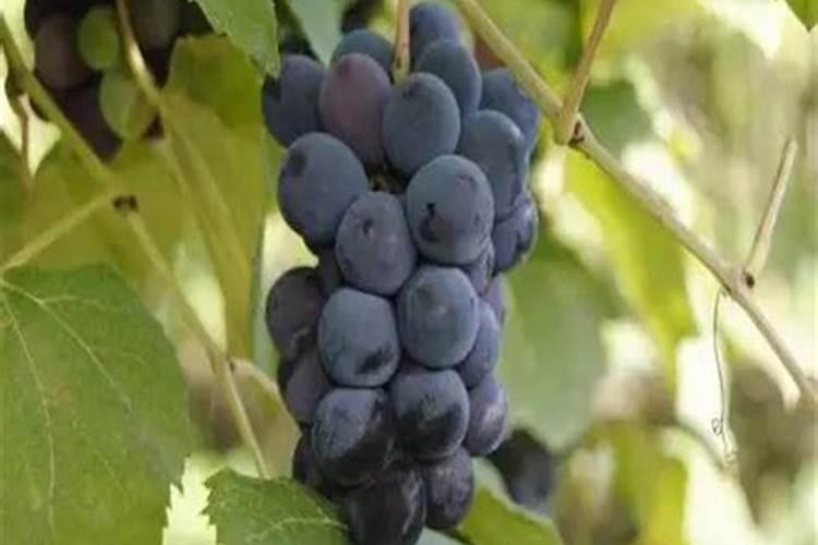 水培植物用什么肥料叶子绿最有效果 水养加什么肥长得快