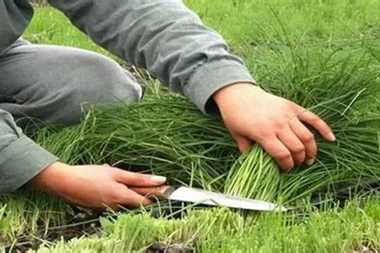 韭菜最忌讳的三种肥料