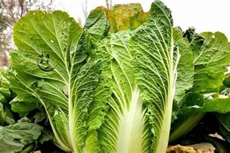 白菜叶发黄的补救方法