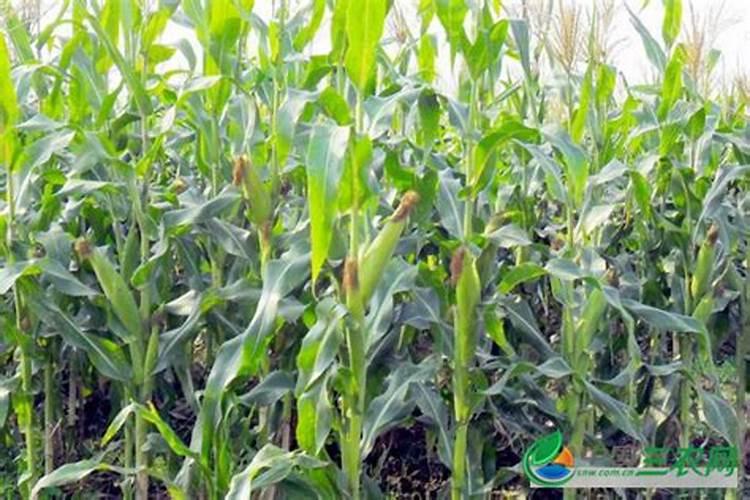 玉米出穗后施什么肥好